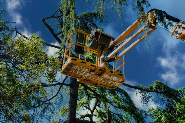 The Steps Involved in Our Tree Care Process in Archer Lodge, NC